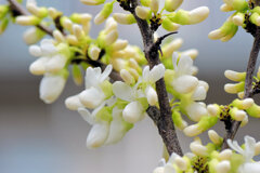 花蘇芳 （はなずおう）（白花）５