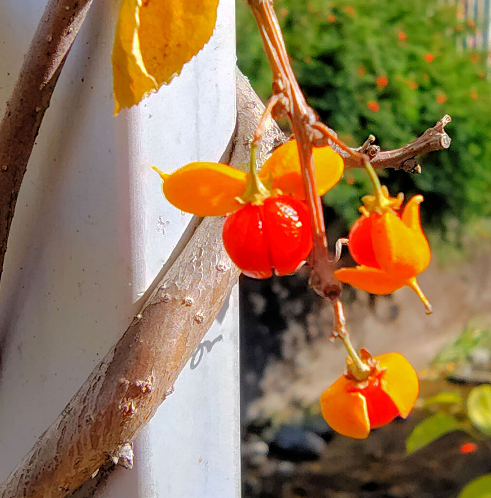 蔓梅擬 （つるうめもどき）（実、タネ）２