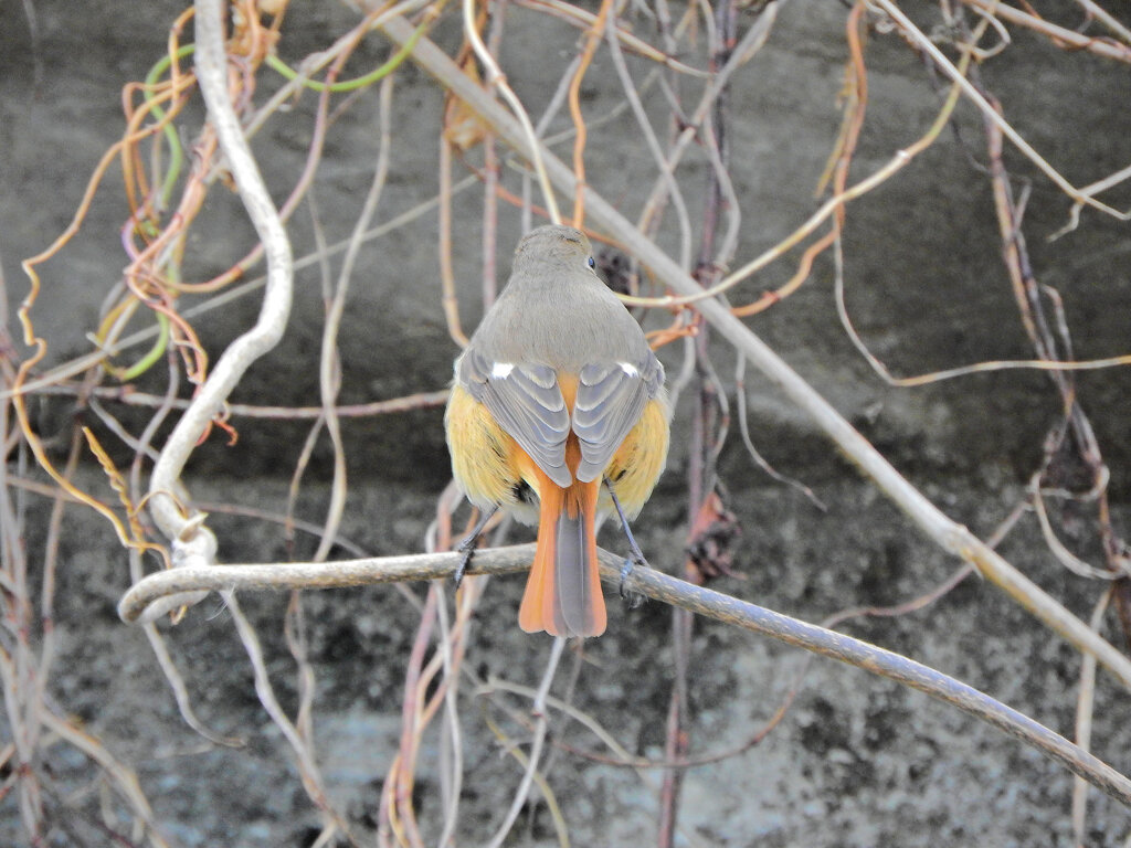 ジョビ子　さん　こっち向いてぇ　２