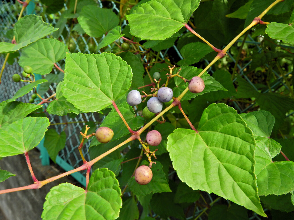 野ぶどう（野葡萄）の実　３