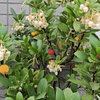 ストロベリーツリー   苺の木　（いちごのき）８