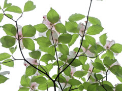 見上げると花水木　２