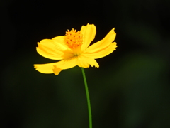 黄花コスモス　２