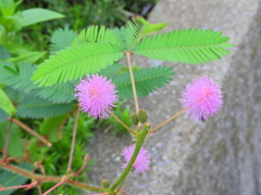  オジギソウ（お辞儀草、含羞草) 4