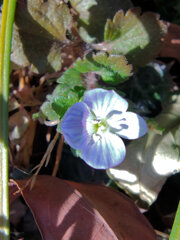 大犬のフグリ （おおいぬのふぐり）４