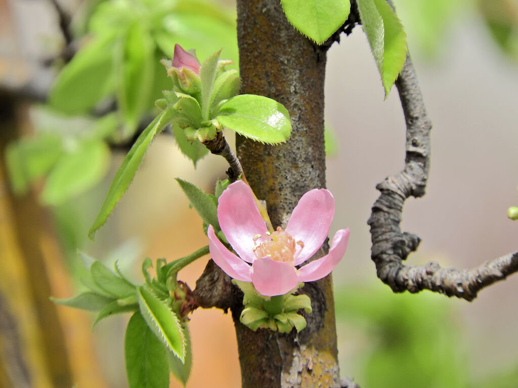 花梨の花　１