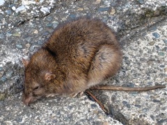 クマネズミ、ドブネズミ？　３