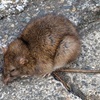 クマネズミ、ドブネズミ？　３