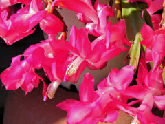 蝦蛄葉サボテン （しゃこばサボテン）３