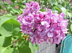 ライラック、  リラ、紫丁香花（むらさきはしどい）３