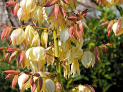 ユッカ蘭 （ユッカらん）（厚葉君が代蘭） あつばきみがよらん　４