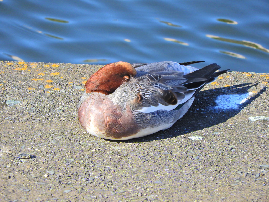 ヒドリガモ　さん　５