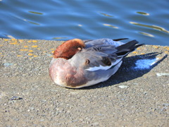 ヒドリガモ　さん　５