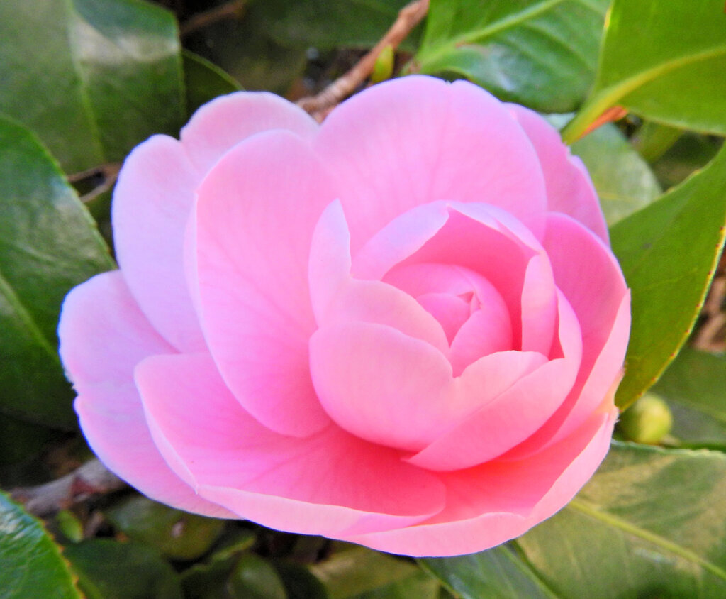 乙女椿　一輪　開花　１