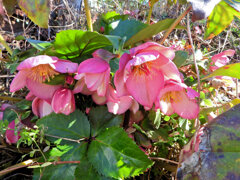 クリスマスローズ　1/3