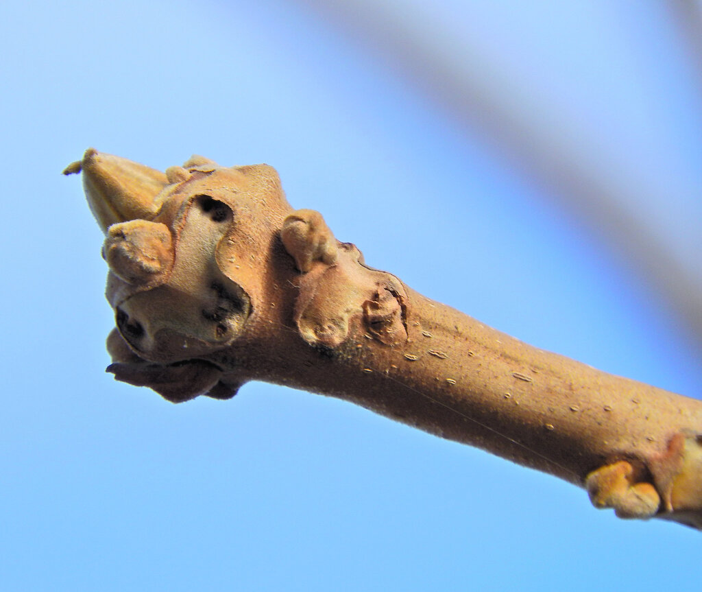 オニグルミの新芽（冬芽）羊の顔か猿の顔？　３