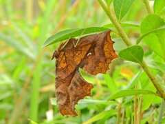 枯葉の様な　キタテハ