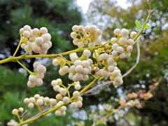 「白実の小紫」の実 4 「白実の小紫」の実 4