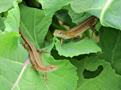 畑の牛蒡の葉にカナヘビ 3 畑の牛蒡の葉にカナヘビ 3