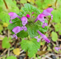 仏の座 （ほとけのざ）５