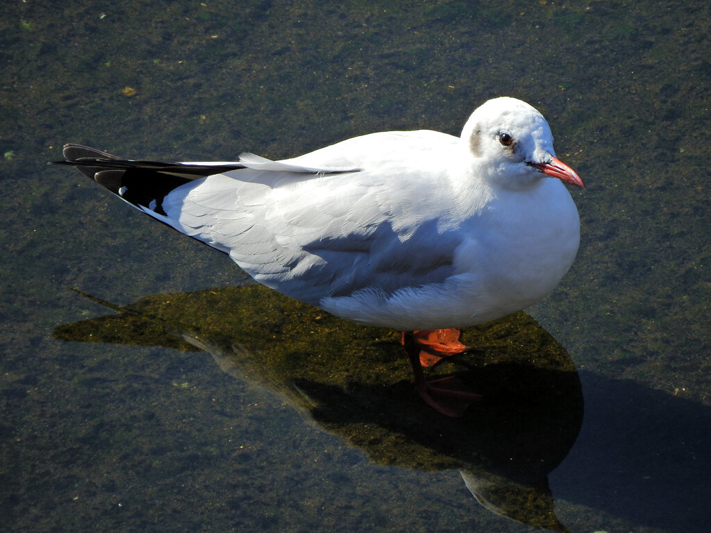 ユリカモメ　さん　５