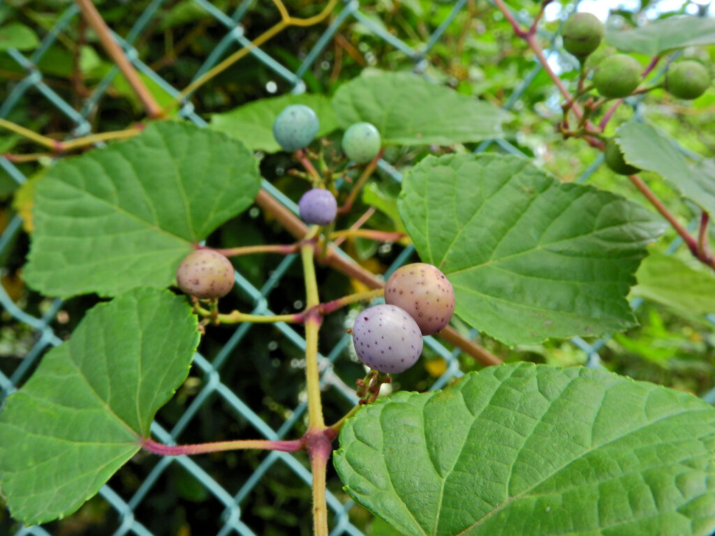 野ぶどう（野葡萄）の実　５