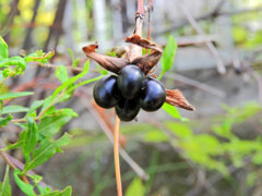 「白山吹」の黒い実　１