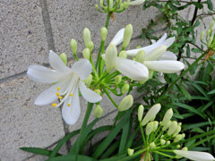 アガパンサス　白花　３