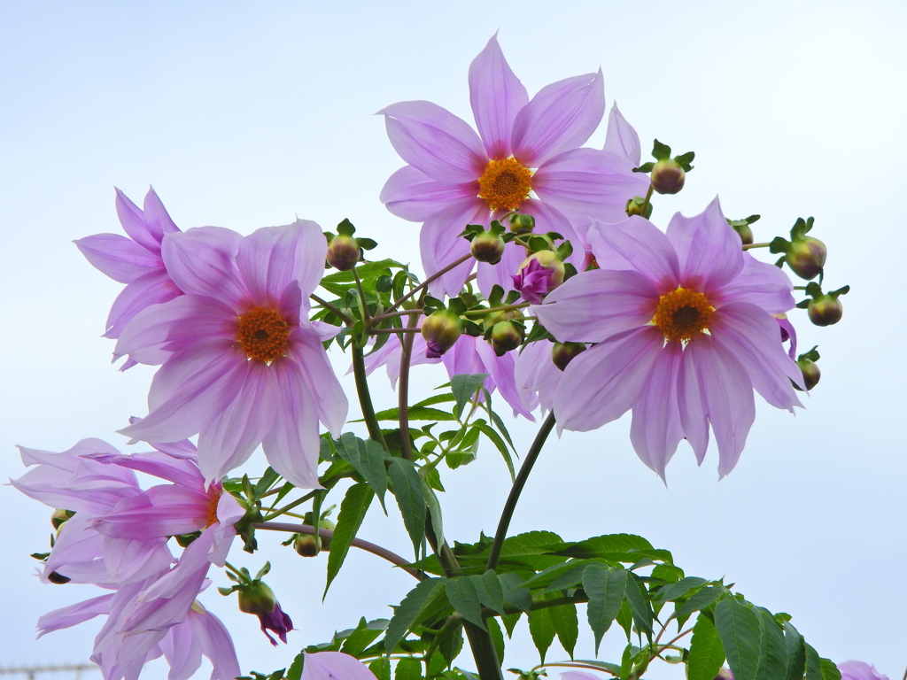 皇帝（こうてい）ダリア　３