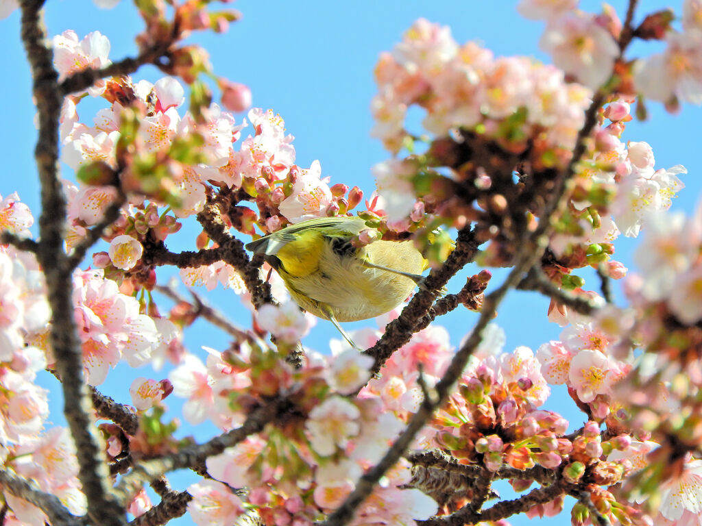 サクジロー⌒(ё)⌒　１