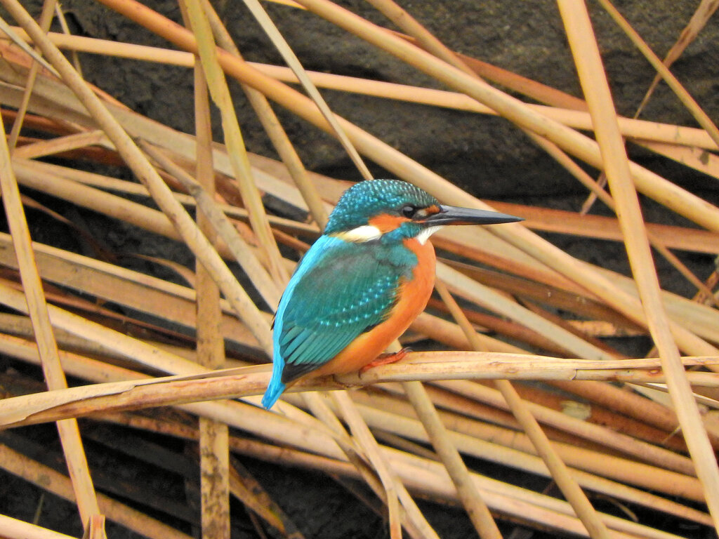 昨日のカワセミ　さん　７