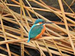 昨日のカワセミ　さん　７