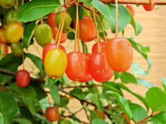 夏茱萸（ナツグミ）９