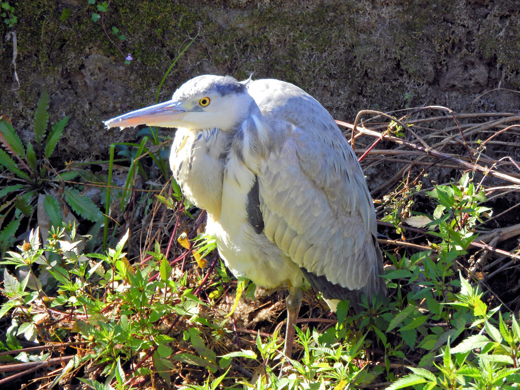 二ヶ領用水路で　アオサギ　１