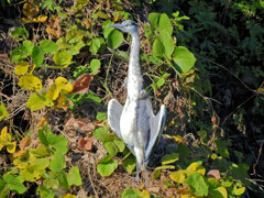 青鷺さん何してるの?