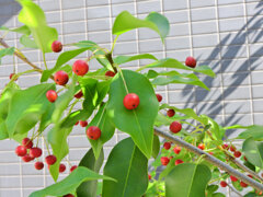 冬青 （そよご）（葉っぱと実）４