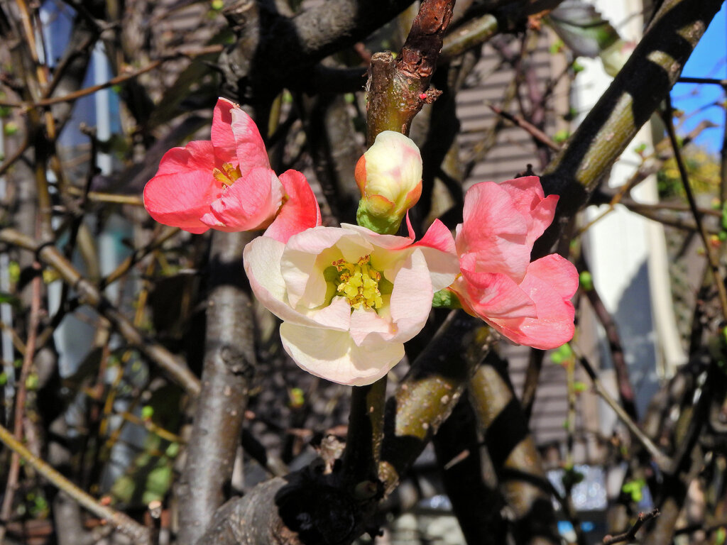 ぼぉ～けぇ～が咲いた　1/2