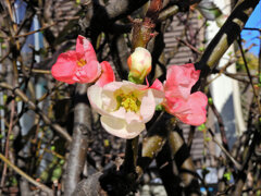 ぼぉ～けぇ～が咲いた　1/2