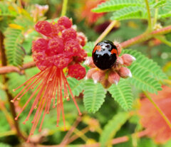 ヒネム（緋合歓）花　にテントウ虫　１