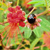 ヒネム（緋合歓）花　にテントウ虫　１