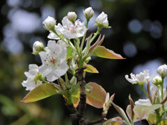 ニホンヤマナシ の花　５