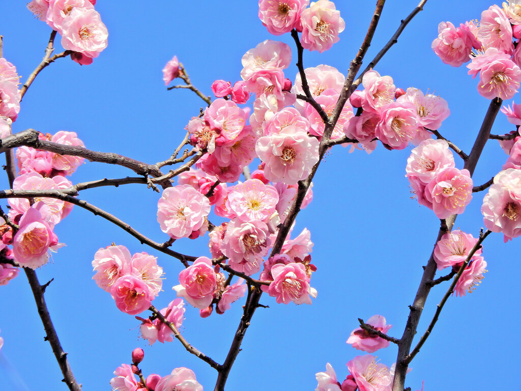 うめぇ～すぅ～　花　４