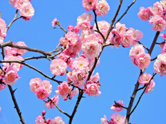 うめぇ～すぅ～　花　４