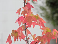 トウカエデ（唐楓）の紅葉　５