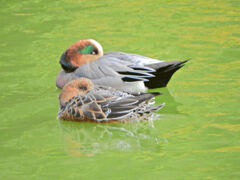 ヒドリガモ　１