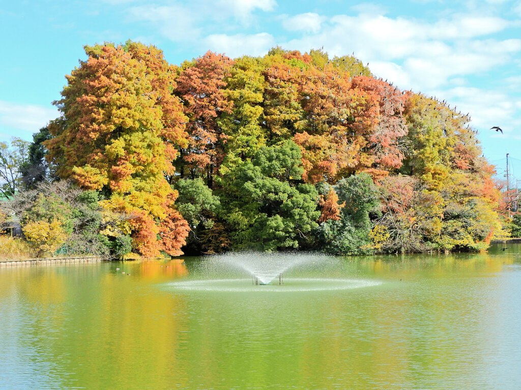 川崎市等々力緑地公園・・釣り堀池で　紅葉　４