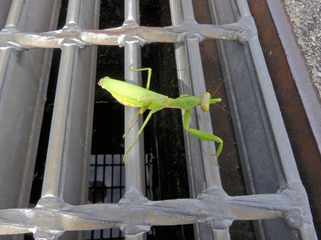 カマキリさんに出合った　2/8