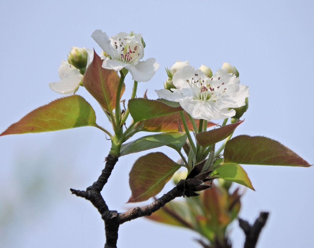 ニホンヤマナシ の花　１