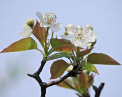 ニホンヤマナシ の花　１