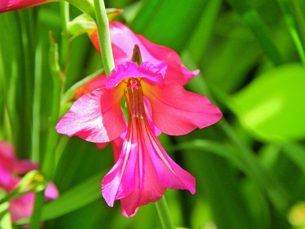  春咲きグラジオラス　ビザンティヌス 　１